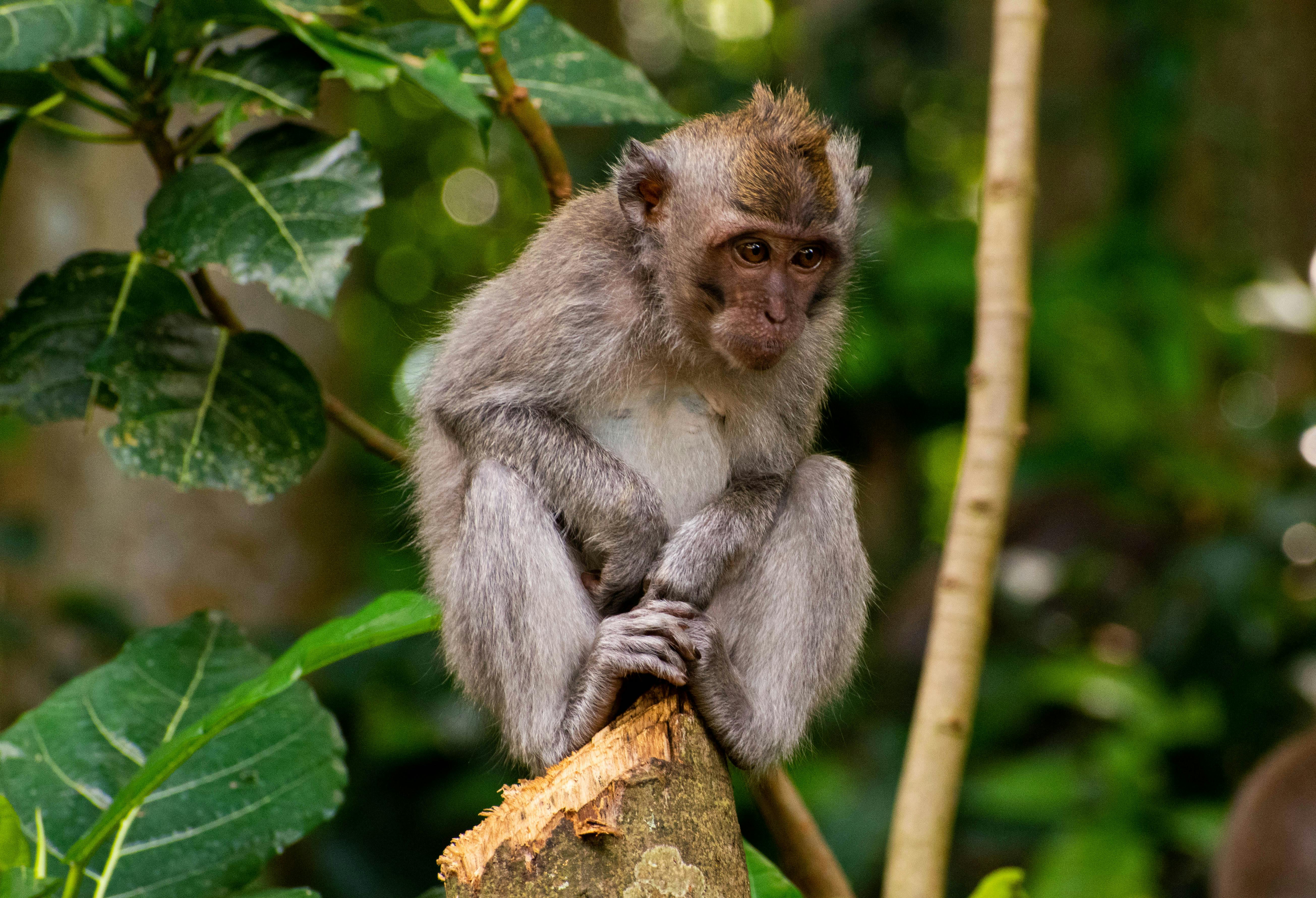Ubud Monkey Forest